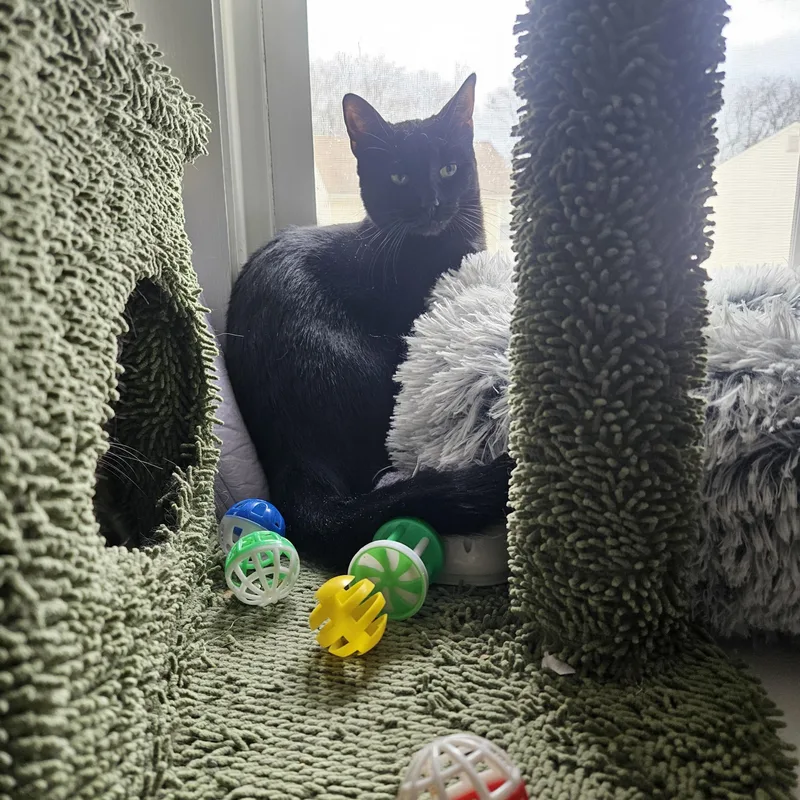 Scarlett thumbnail 3