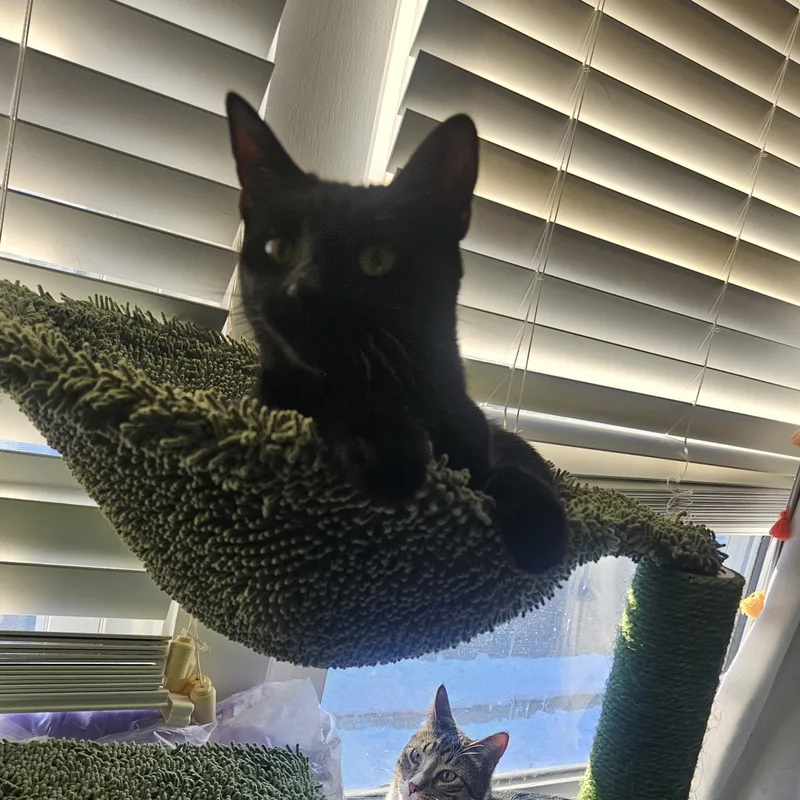 Scarlett thumbnail 4