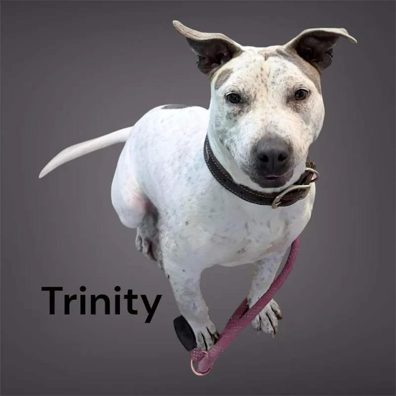 Tritny