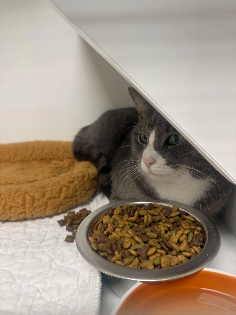 Dr. Watson thumbnail 2