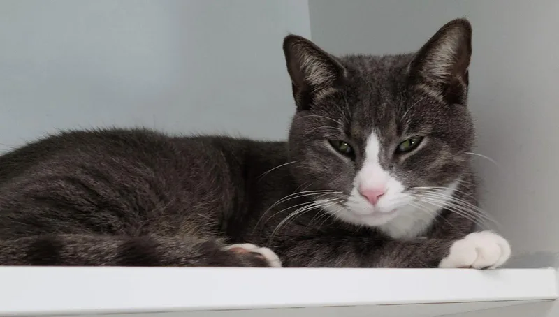 Dr. Watson thumbnail 3