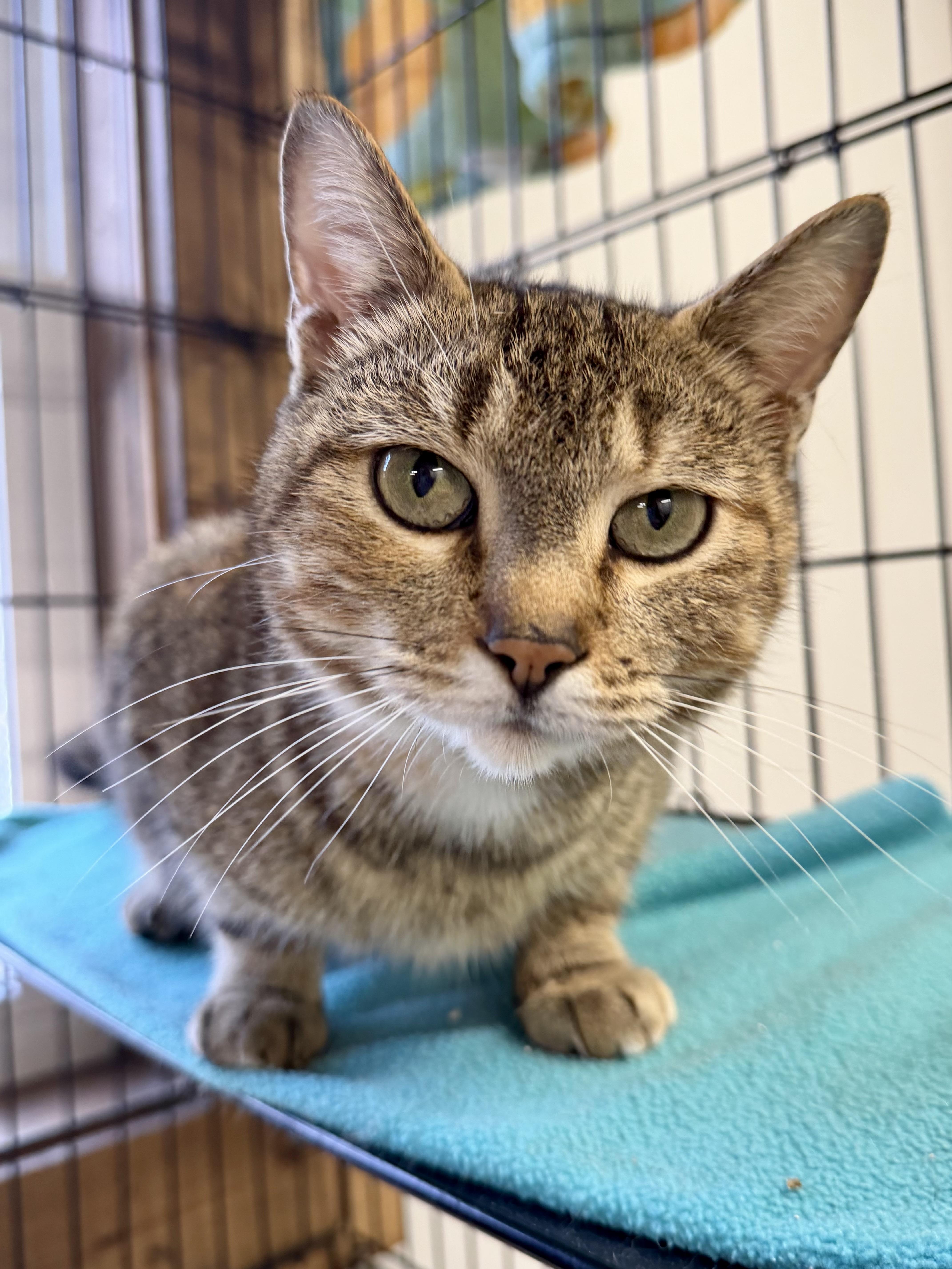 Isabella thumbnail 3