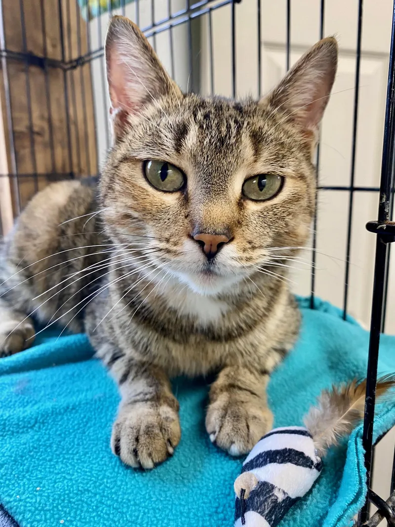 Isabella thumbnail 4