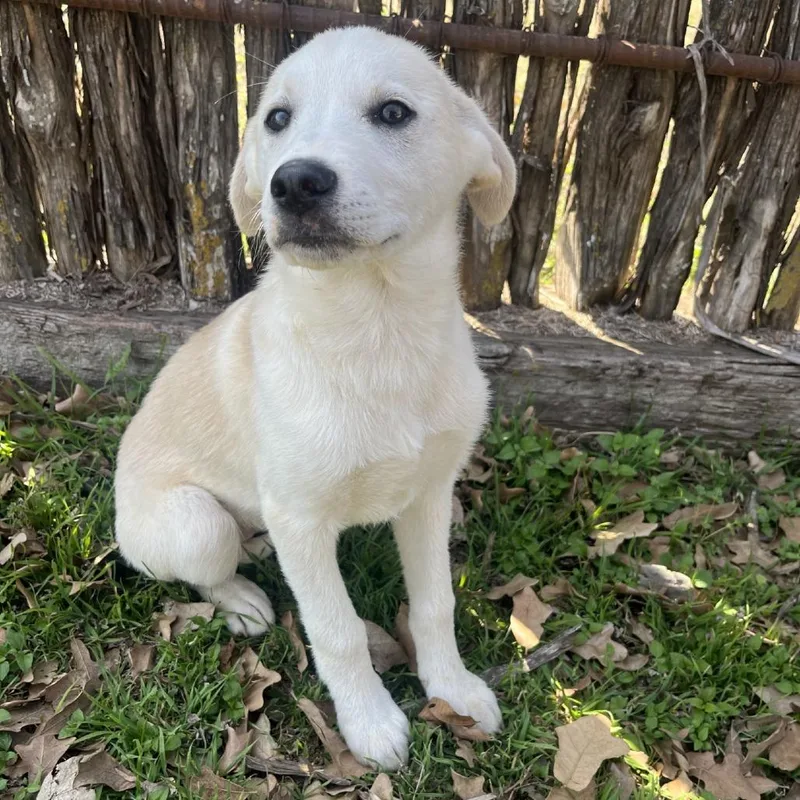 Tallulah thumbnail 2