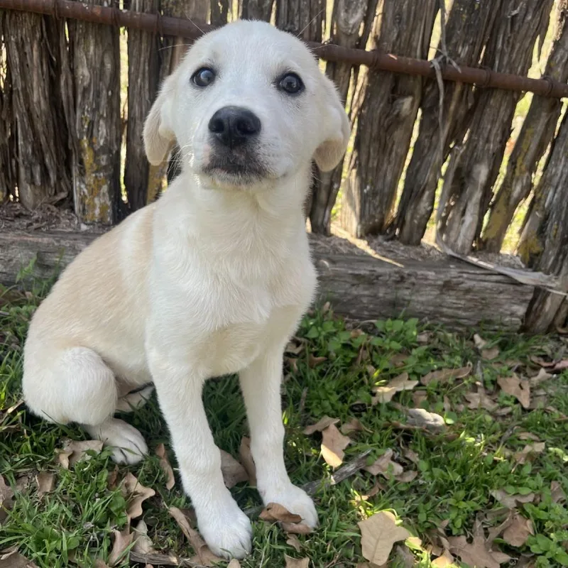 Tallulah thumbnail 3