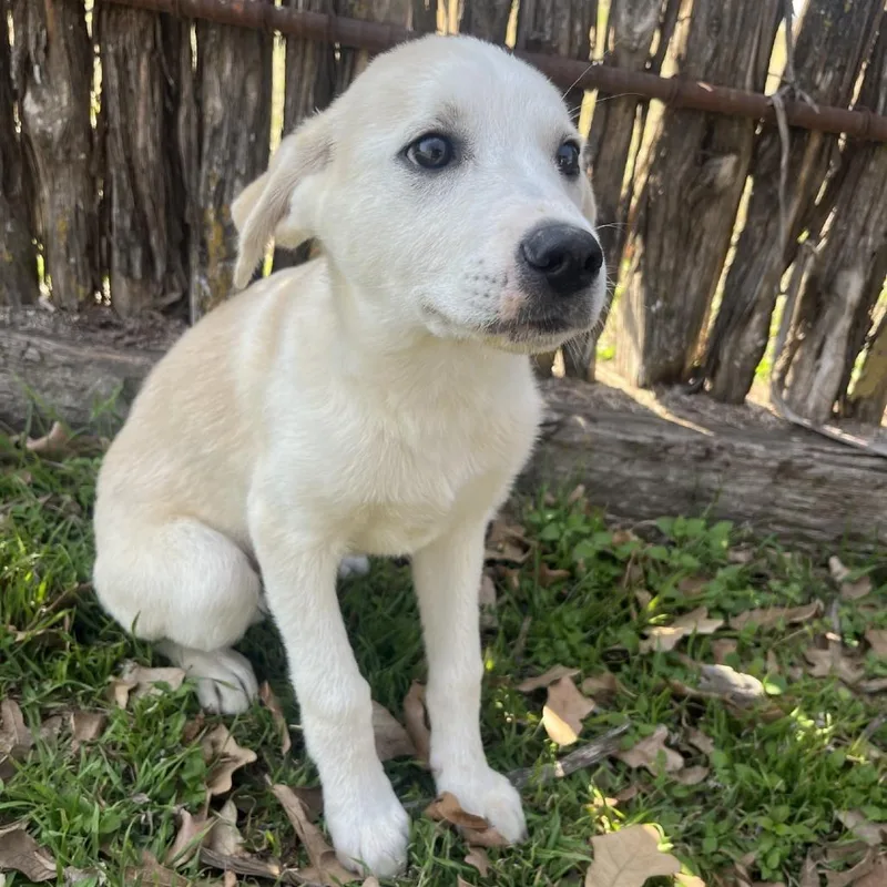 Tallulah thumbnail 6