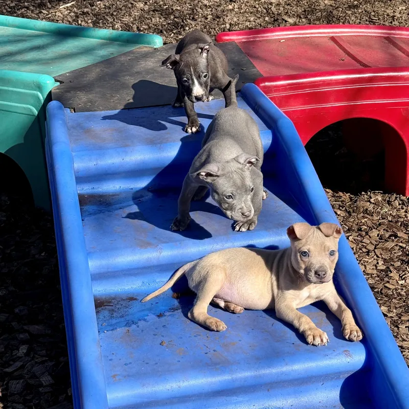 Little Jo thumbnail 2