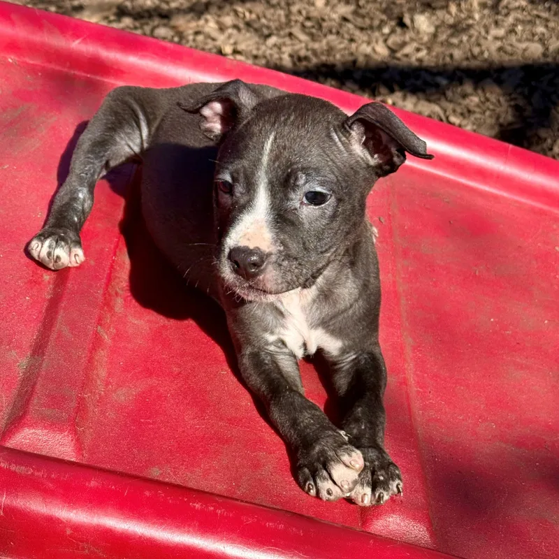 Little Jo thumbnail 3