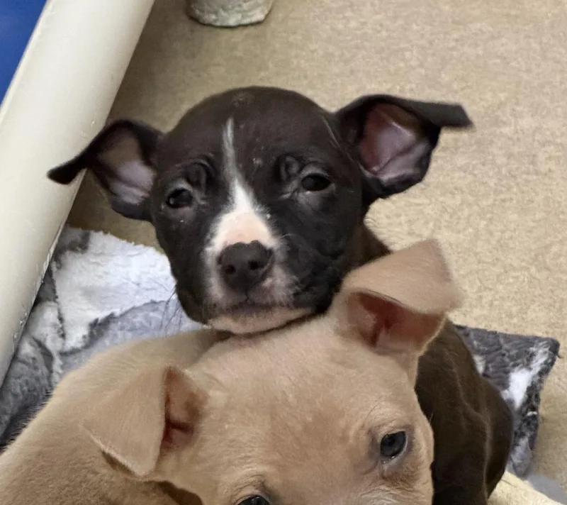 Little Jo thumbnail 4