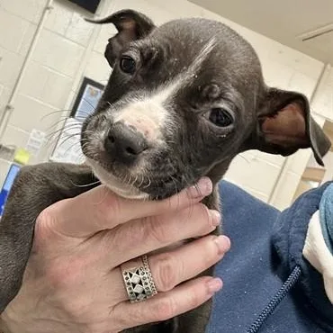 Little Jo thumbnail 5