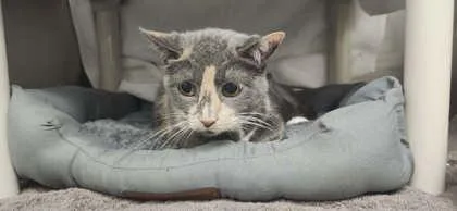 An adult small-sized female Domestic Short Hair cat named Luna for adoption in Munster, IN