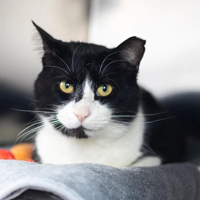 An adult large-sized male Domestic Short Hair cat named Dr. Love for adoption in Wilmington, DE