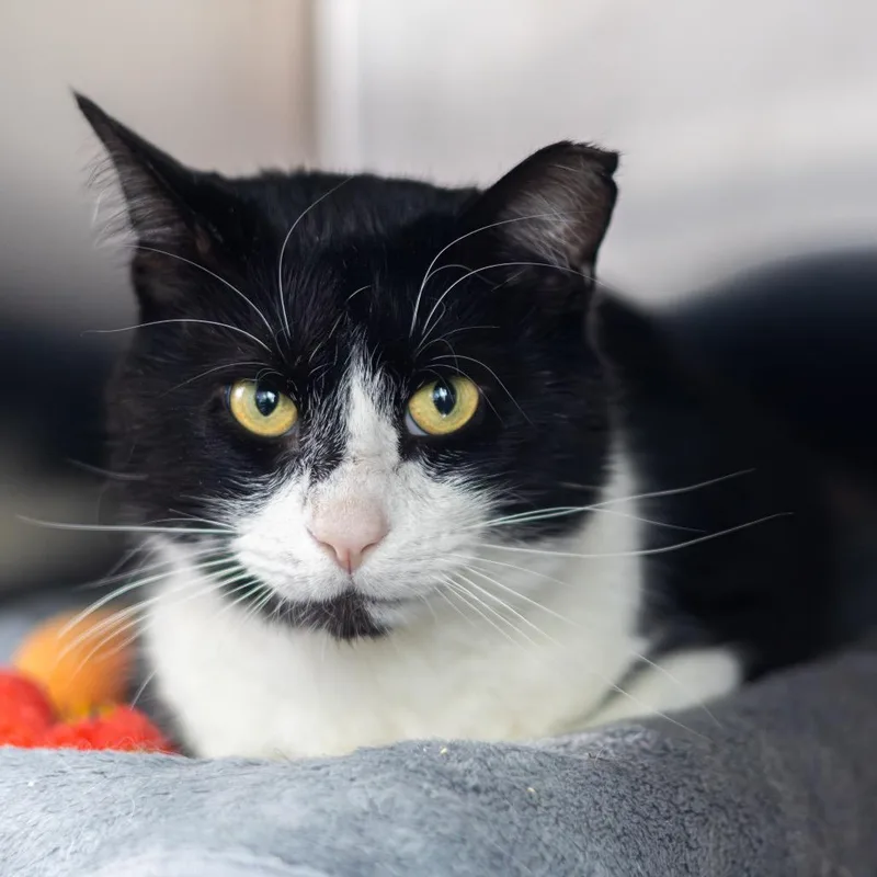 Dr. Love thumbnail 2