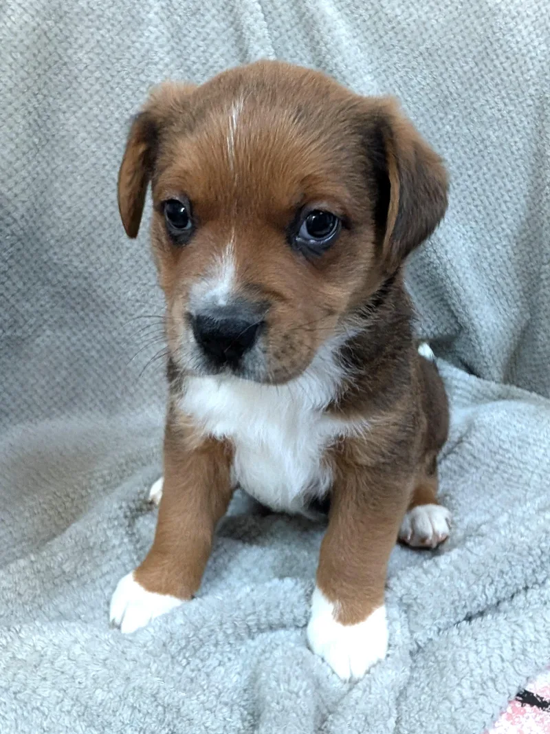 Groopert thumbnail 2