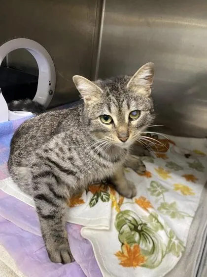 Catherine thumbnail 3