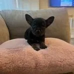 Brittany thumbnail 2