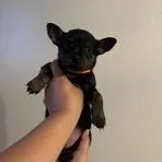 Brittany thumbnail 3