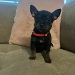 Brittany thumbnail 4