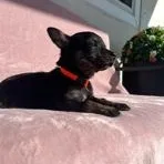 Brittany thumbnail 5