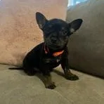 Brittany thumbnail 6