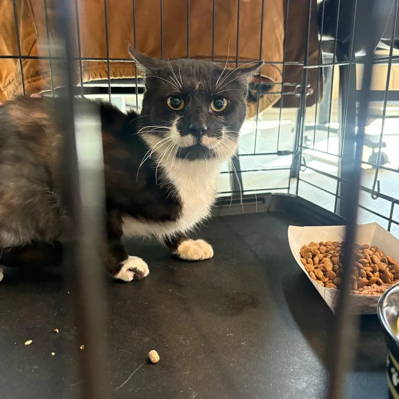 An adult medium-sized male Black Domestic Short Hair cat named Mendez for adoption in Huntington, WV