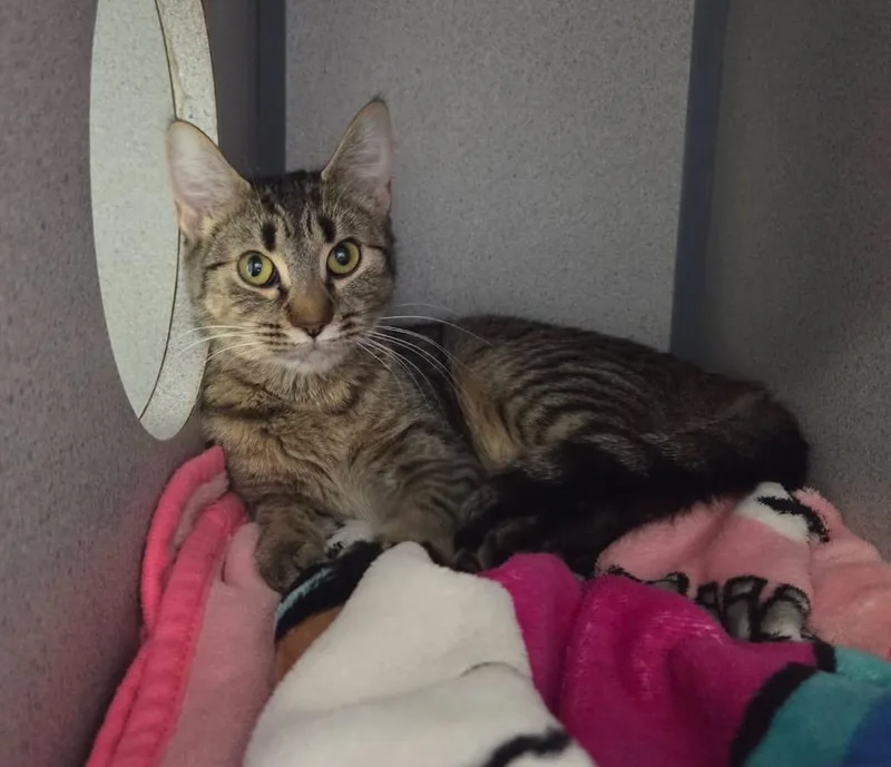 Purdy Whiskers thumbnail 2