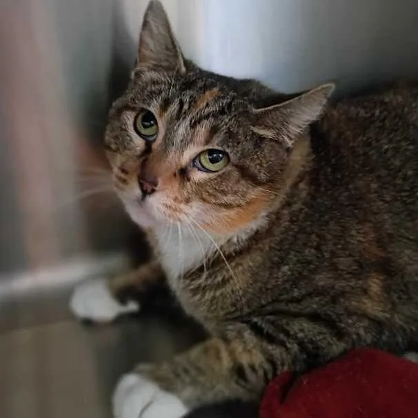 Limestone thumbnail 2