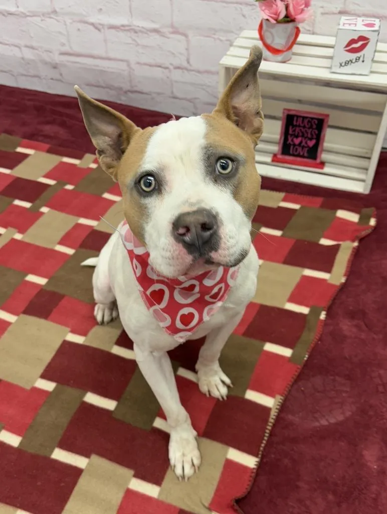 Nautical thumbnail 3