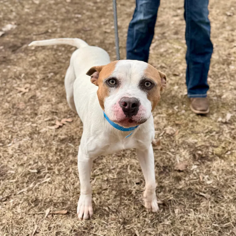 Nautical thumbnail 4