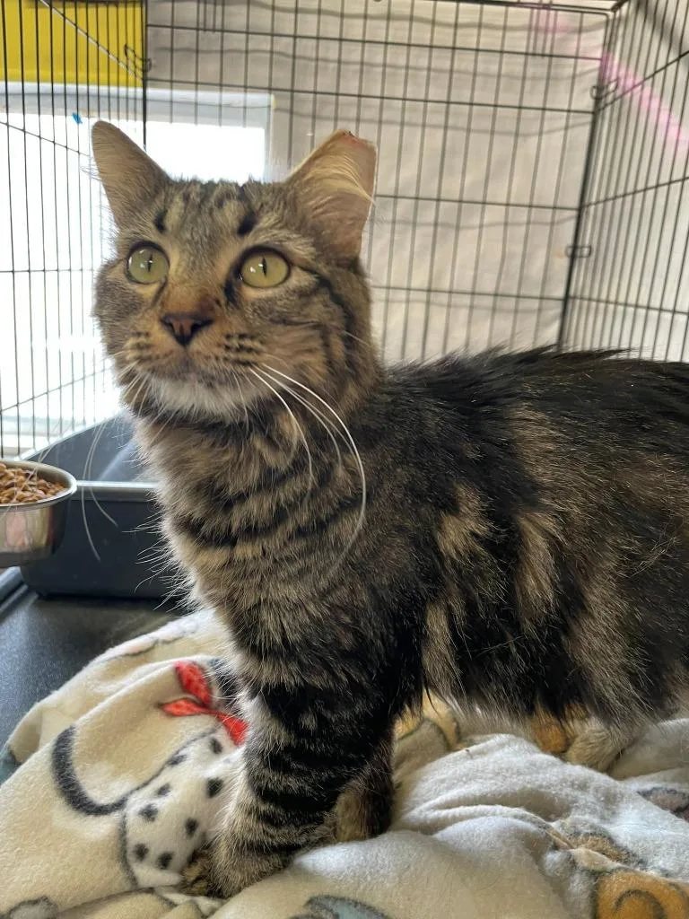 Hyacinth thumbnail 2