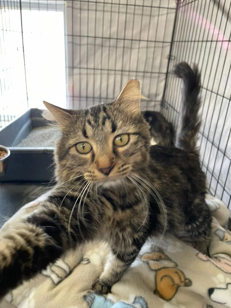 Hyacinth thumbnail 3