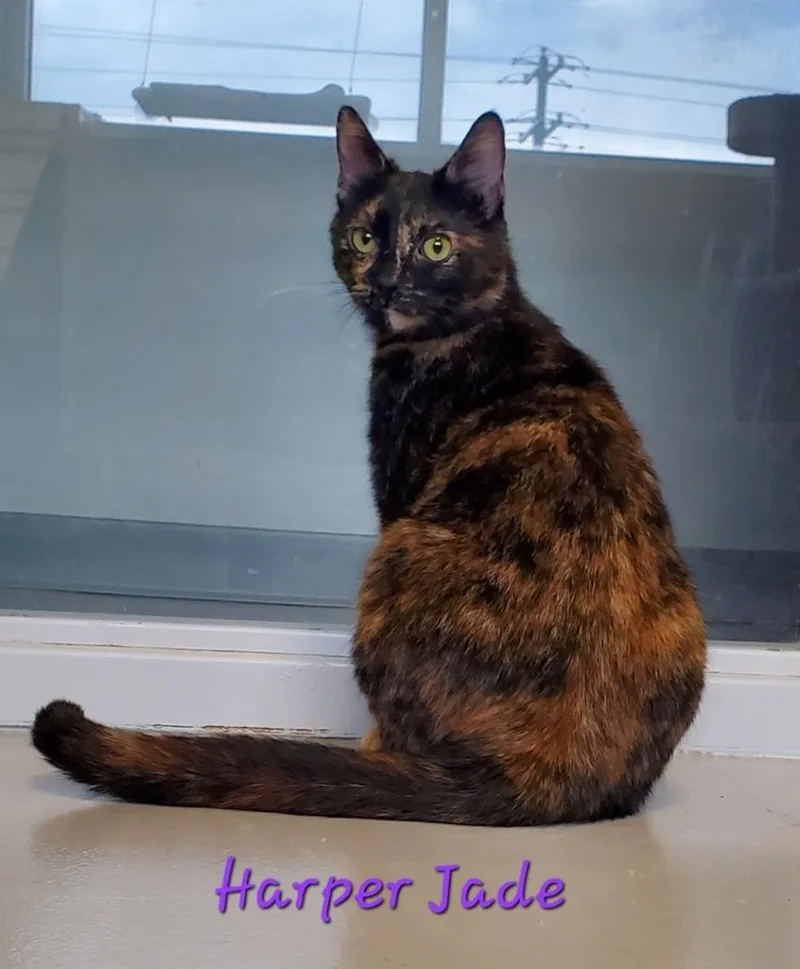 Harper Jade