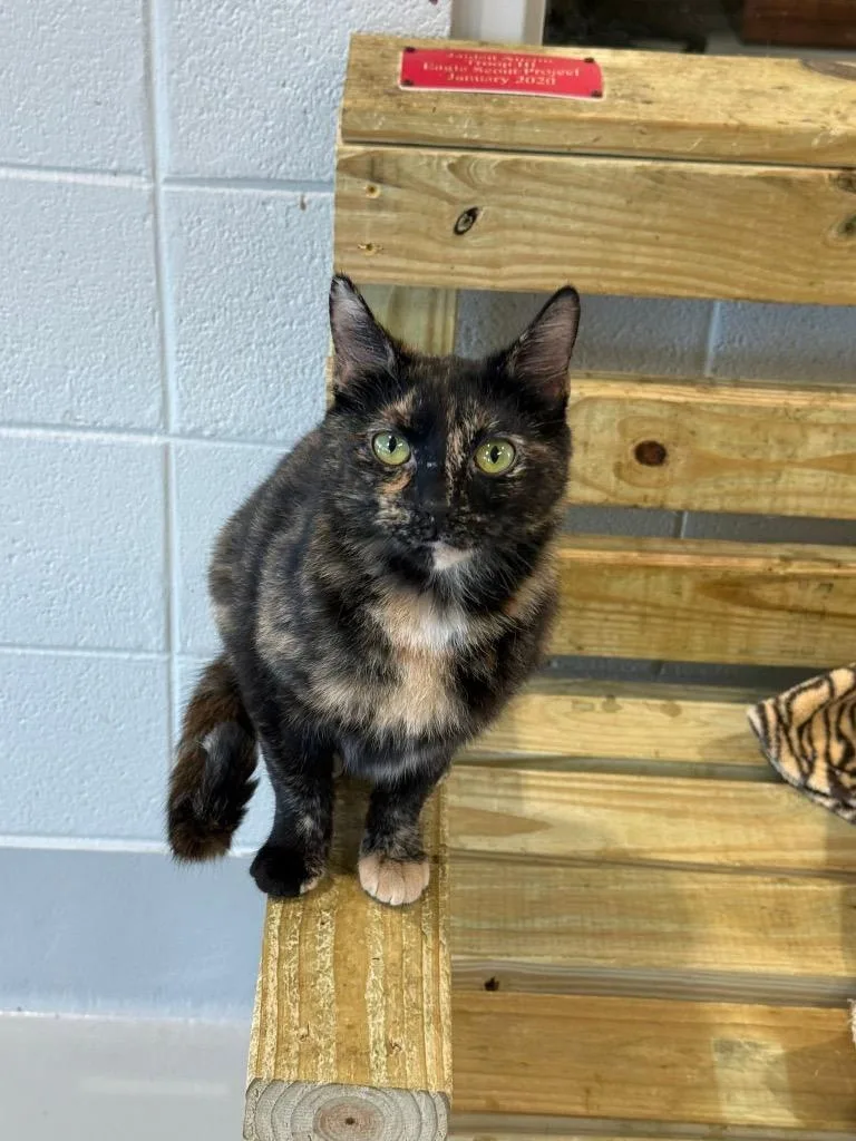 Harper Jade thumbnail 2