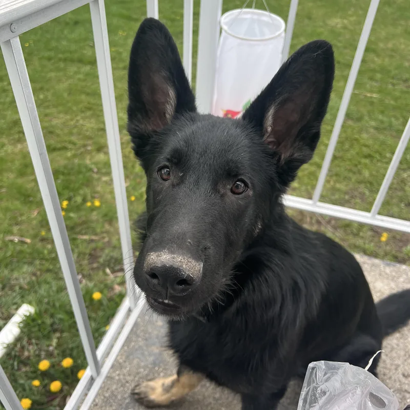 Shadow Courtesy Listing