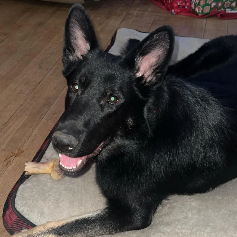 Shadow Courtesy Listing thumbnail 2