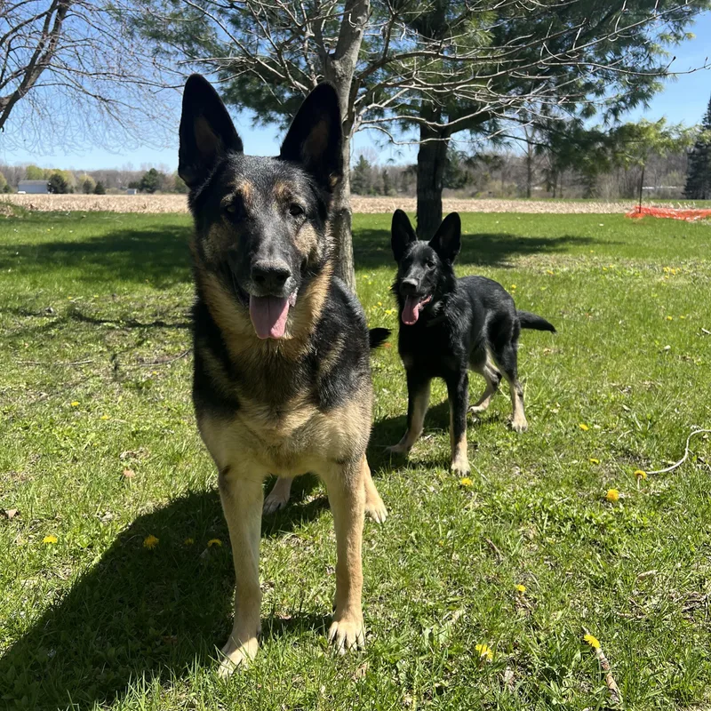 Shadow Courtesy Listing thumbnail 3