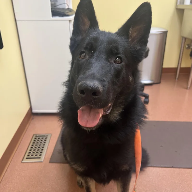 Shadow Courtesy Listing thumbnail 4