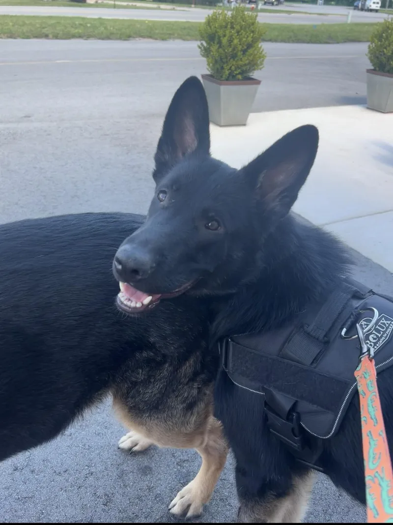 Shadow Courtesy Listing thumbnail 5