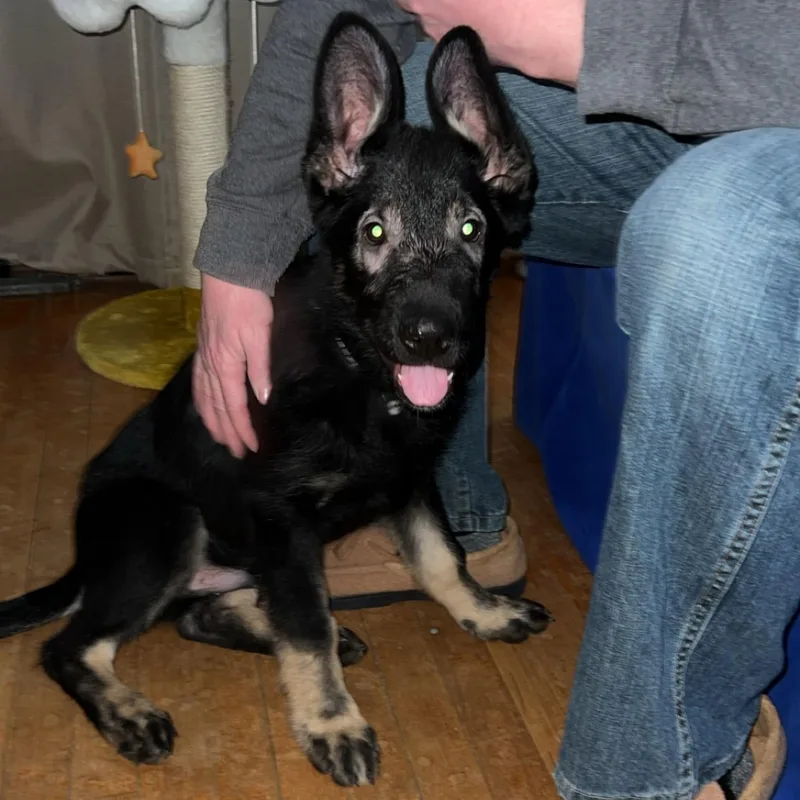 Shadow Courtesy Listing thumbnail 6