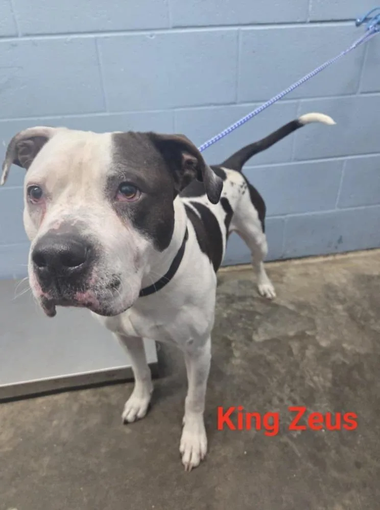 King Zeus thumbnail 2