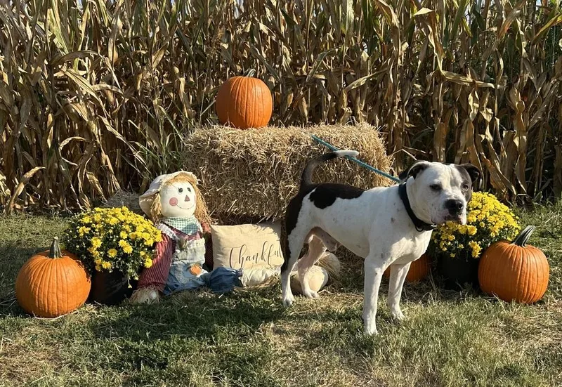 King Zeus thumbnail 5