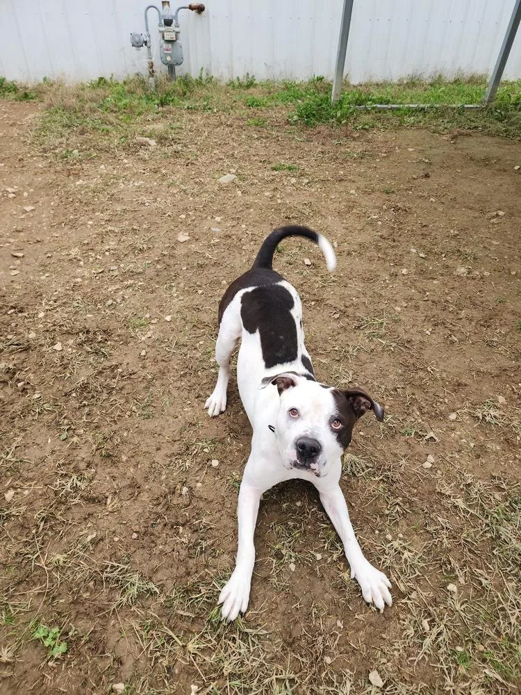 King Zeus thumbnail 6