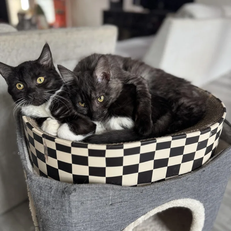 Kraken  Bonded Pair thumbnail 2