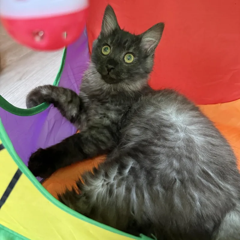 Kraken  Bonded Pair thumbnail 3