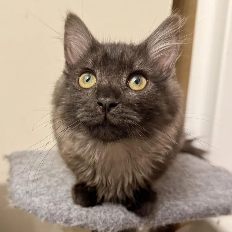 Kraken  Bonded Pair thumbnail 4