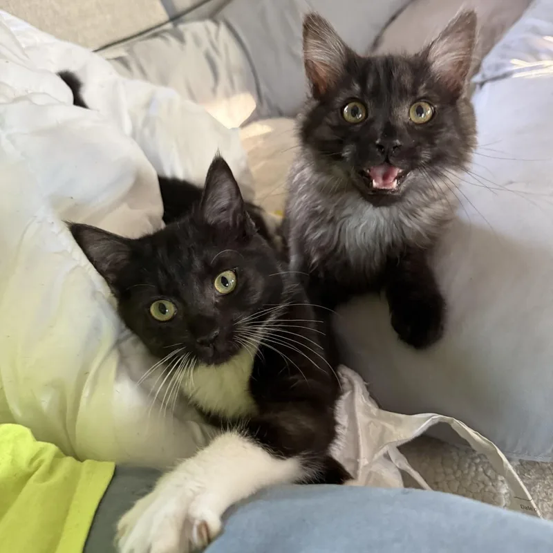 Kraken  Bonded Pair thumbnail 6