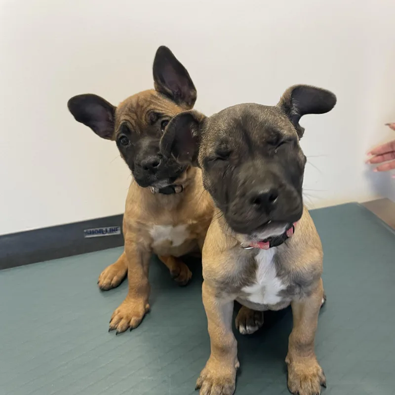 Janet Jackson  Diva thumbnail 2