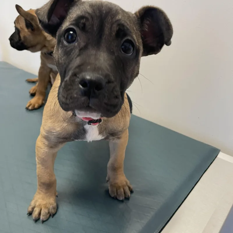 Janet Jackson  Diva thumbnail 3