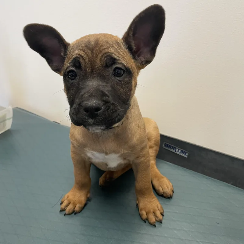 Lada Gaga  Diva thumbnail 2