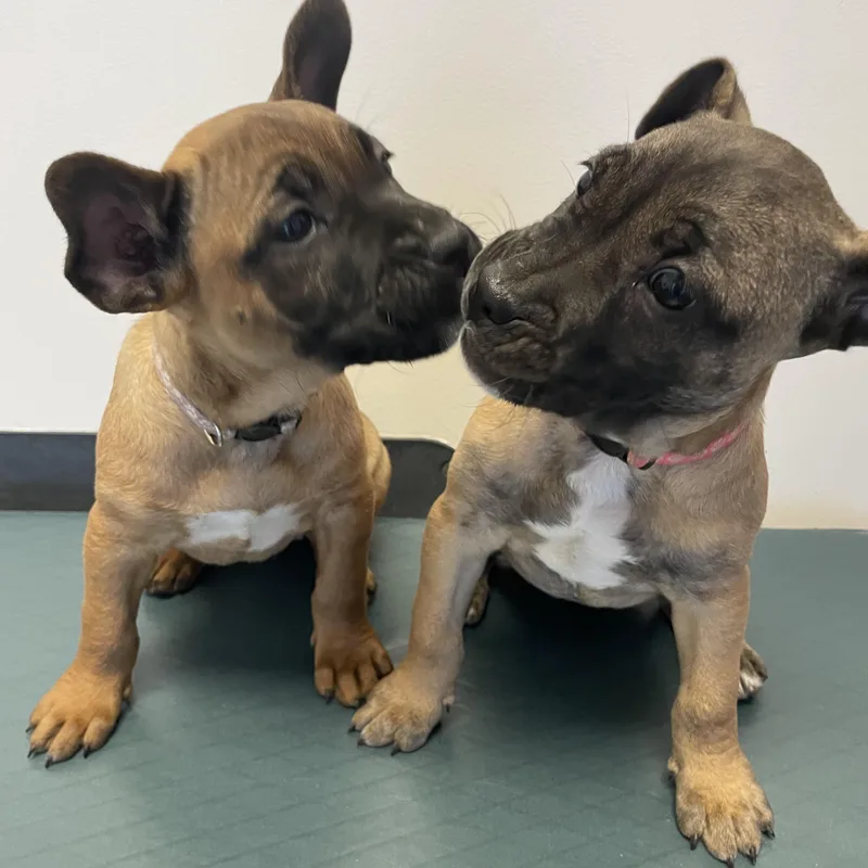 Lada Gaga  Diva thumbnail 3